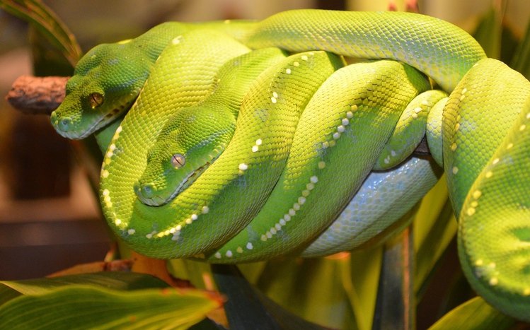 Python Theme screenshot #5