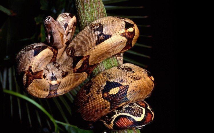 Python Theme screenshot #9