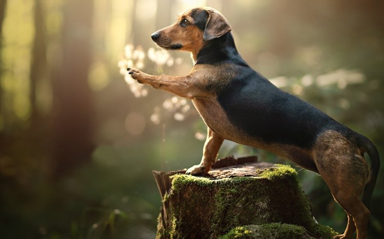 Dachshund Theme screenshot #14