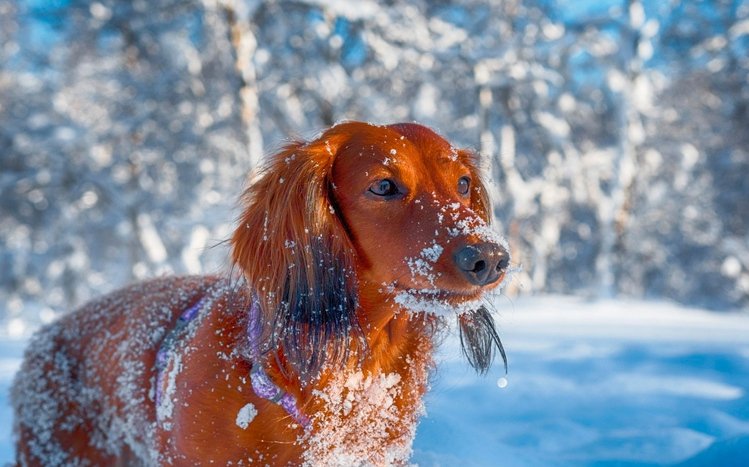 Dachshund Theme screenshot #13