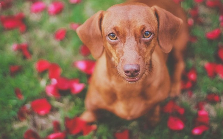 Dachshund Theme screenshot #6