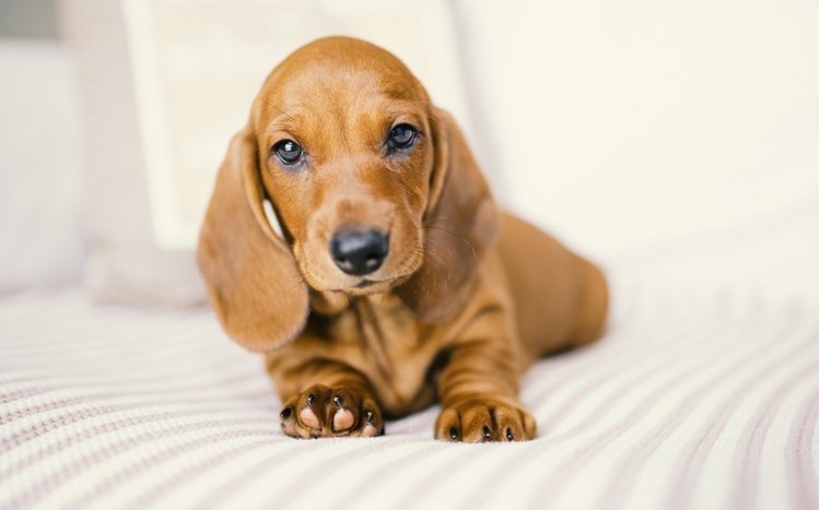 Dachshund Theme screenshot #15