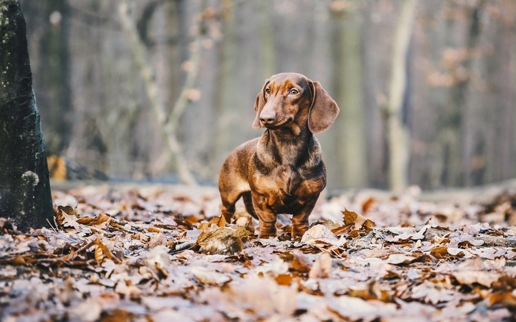 Dachshund Theme screenshot #8