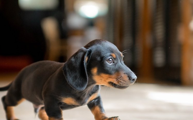 Dachshund Theme screenshot #5