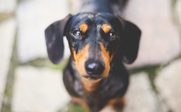 Dachshund Theme screenshot #10