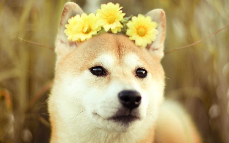 Shiba Inu Theme screenshot #2