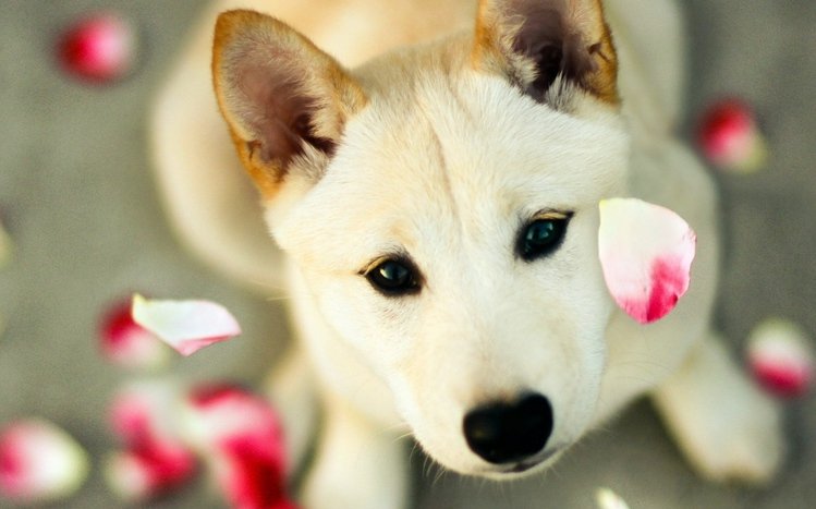 Shiba Inu Theme screenshot #1