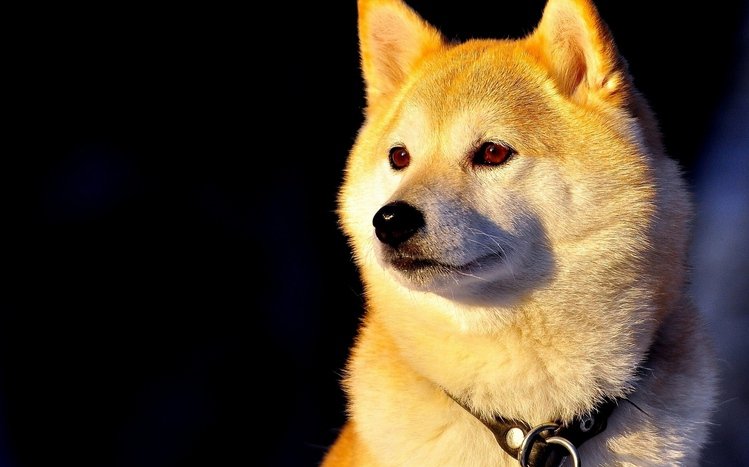 Shiba Inu Theme screenshot #4