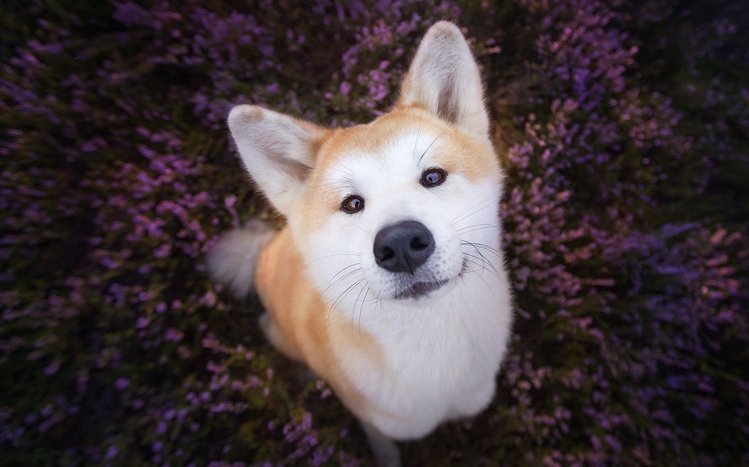 Shiba Inu Theme screenshot #14