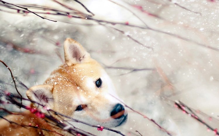 Shiba Inu Theme screenshot #11