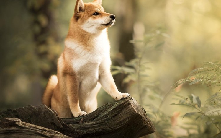 Shiba Inu Theme screenshot #15