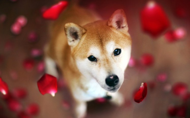 Shiba Inu Theme screenshot #8