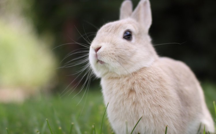 Rabbit Theme screenshot #6