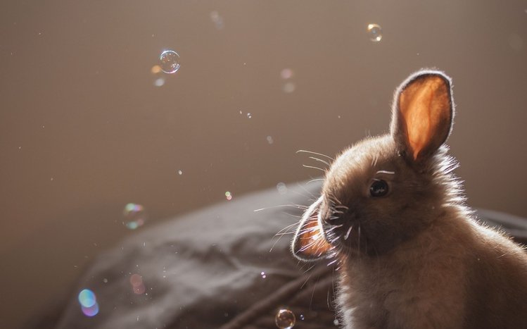 Rabbit Theme screenshot #8