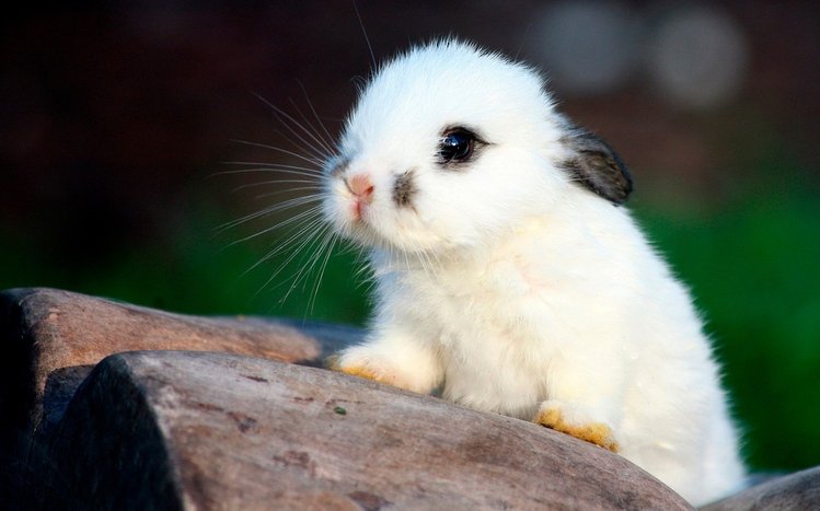 Rabbit Theme screenshot #1