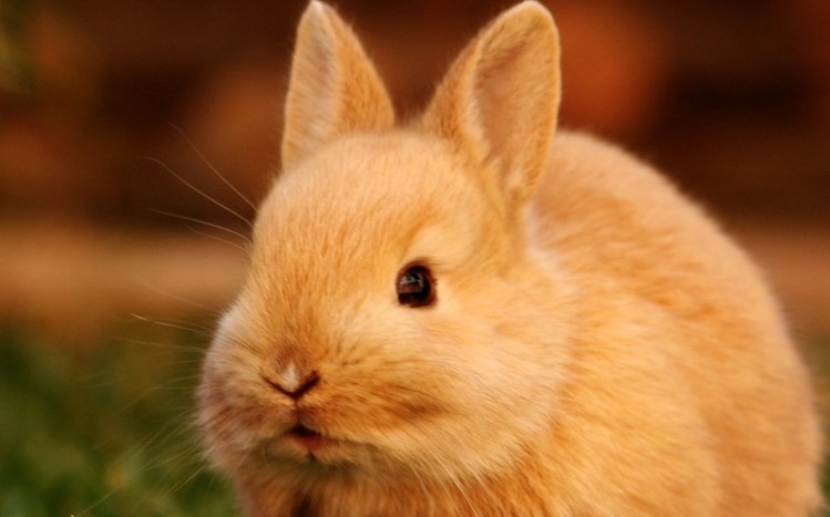 Rabbit Theme screenshot #15