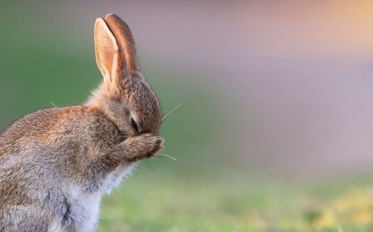 Rabbit Theme screenshot #13