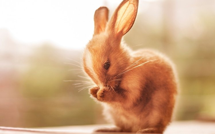 Rabbit Theme screenshot #14