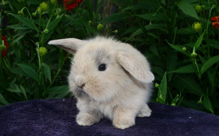 Rabbit Theme screenshot #10