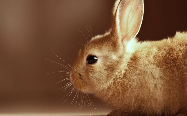 Rabbit Theme screenshot #9