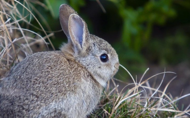 Rabbit Theme screenshot #3