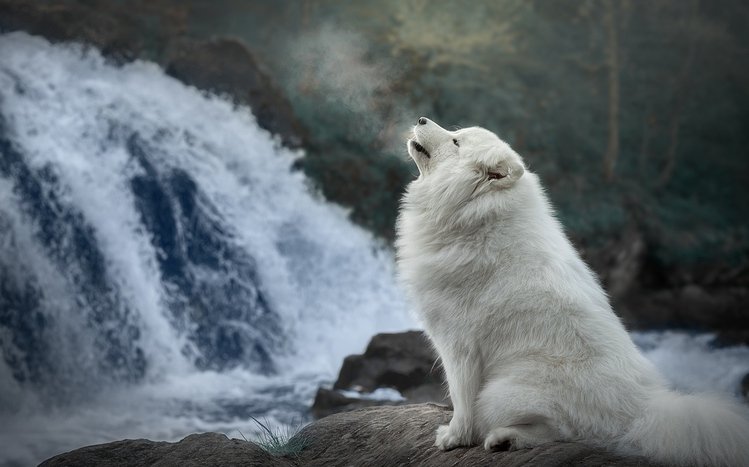 Samoyed Theme screenshot #13