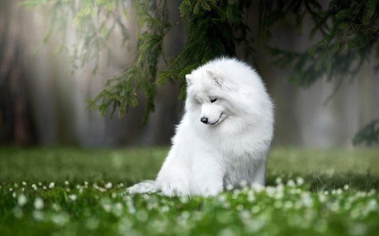 Samoyed Theme screenshot #6