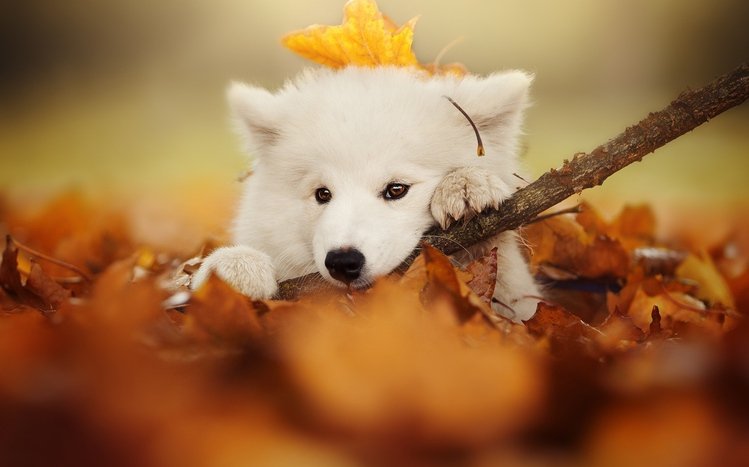 Samoyed Theme screenshot #8