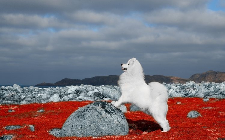 Samoyed Theme screenshot #10