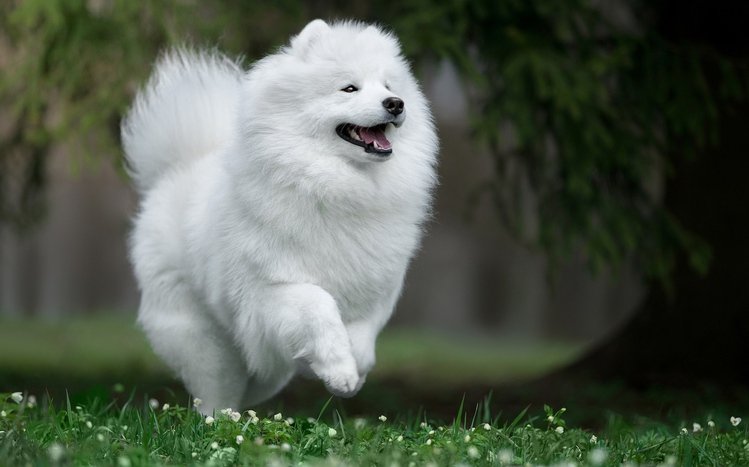 Samoyed Theme screenshot #12
