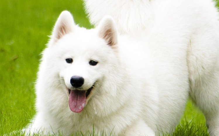 Samoyed Theme screenshot #3