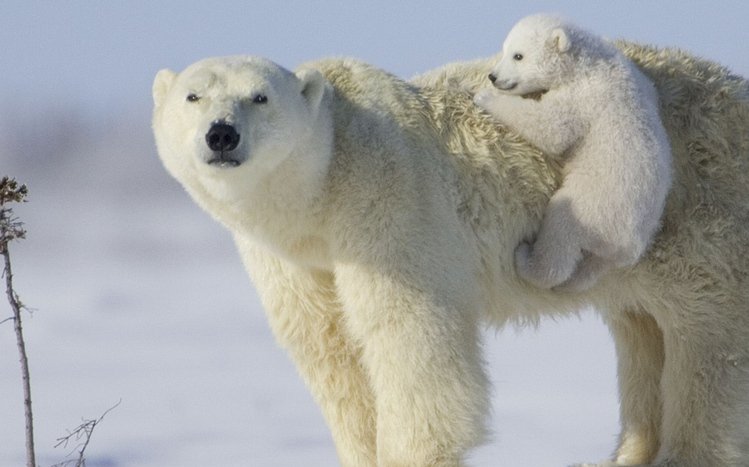 Polar Bear Theme screenshot #11