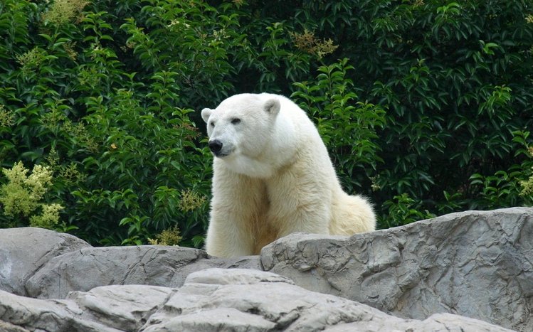 Polar Bear Theme screenshot #12