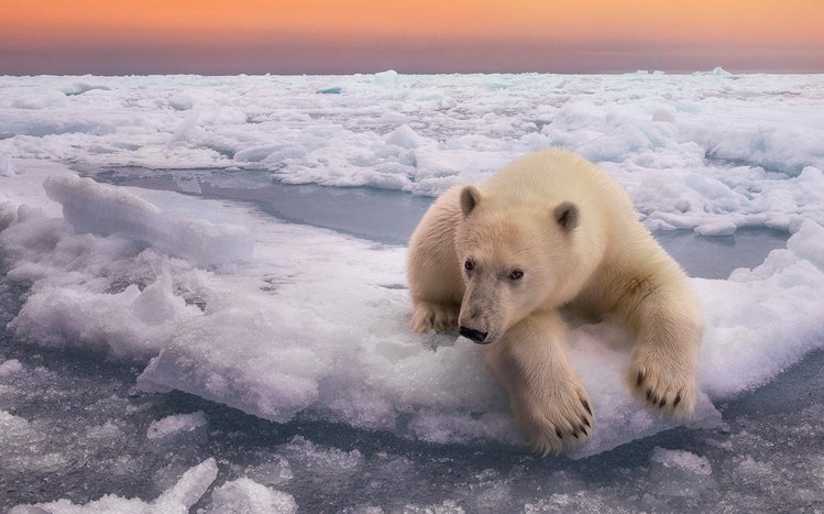 Polar Bear Theme screenshot #13