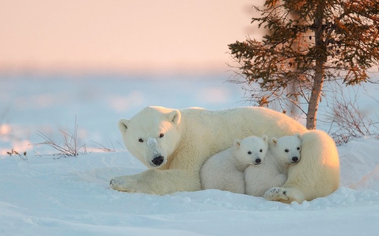 Polar Bear Theme screenshot #7