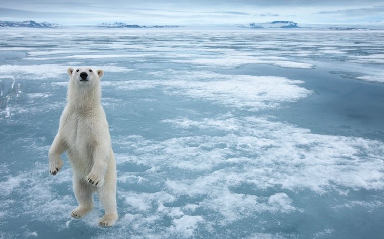 Polar Bear Theme screenshot #1