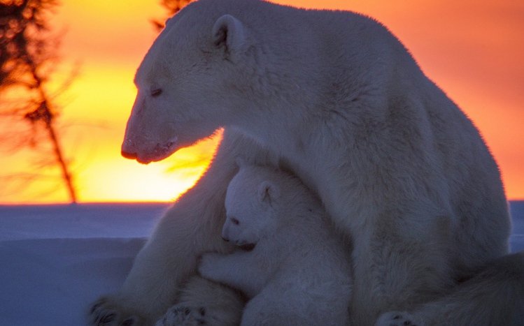 Polar Bear Theme screenshot #14