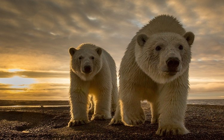 Polar Bear Theme screenshot #9