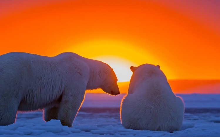 Polar Bear Theme screenshot #10