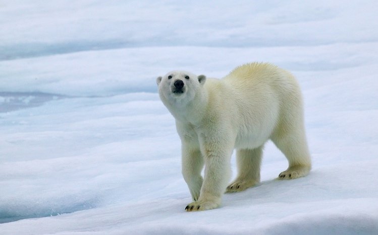 Polar Bear Theme screenshot #3