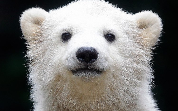 Polar Bear Theme screenshot #2