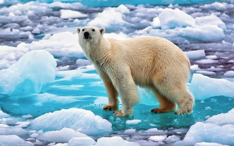 Polar Bear Theme screenshot #6