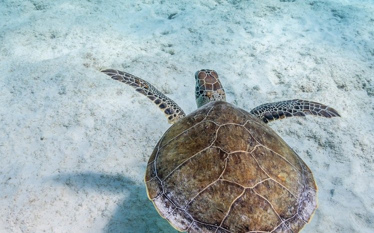 Sea Turtle Theme screenshot #8