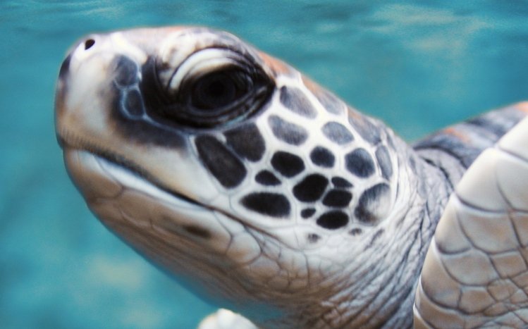 Sea Turtle Theme screenshot #14