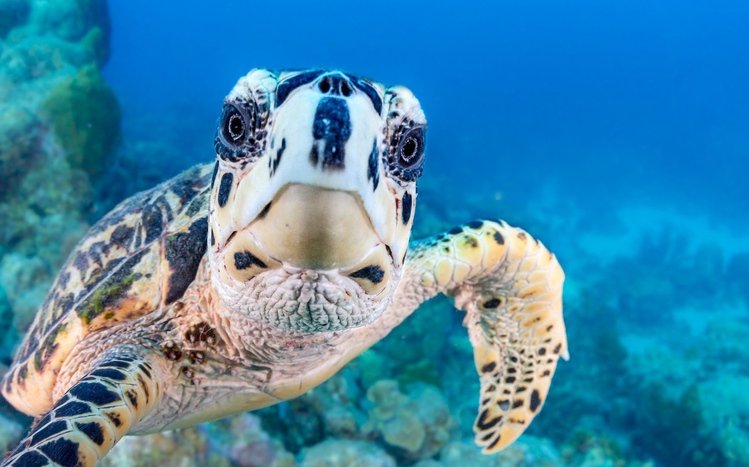 Sea Turtle Theme screenshot #9