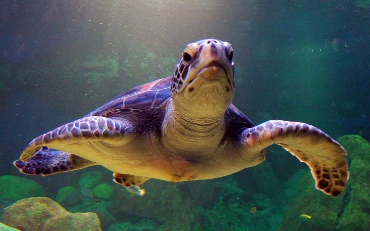 Sea Turtle Theme screenshot #15