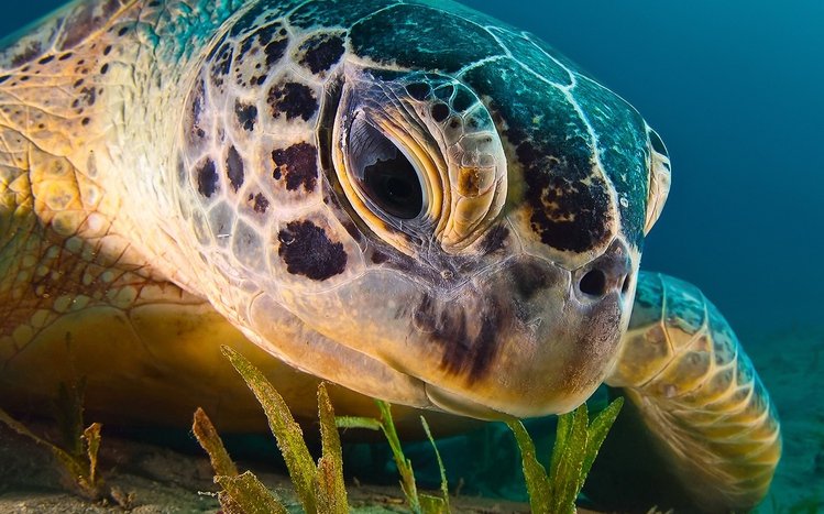 Sea Turtle Theme screenshot #7