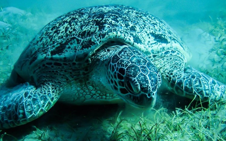 Sea Turtle Theme screenshot #4