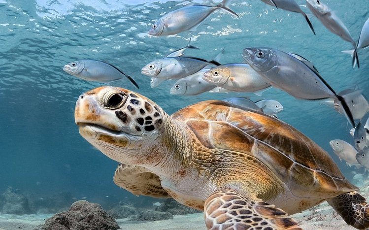 Sea Turtle Theme screenshot #11