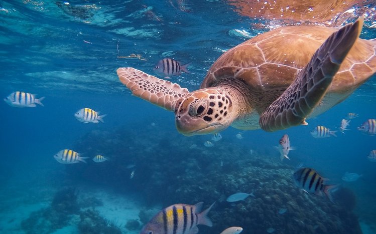 Sea Turtle Theme screenshot #6